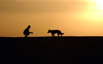 Choisir un chat à un chien comme animal de compagnie.