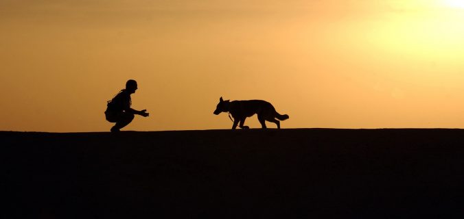 Choisir un chat à un chien comme animal de compagnie.