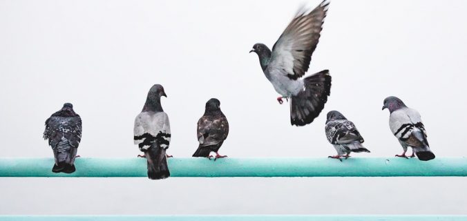 Les pigeons